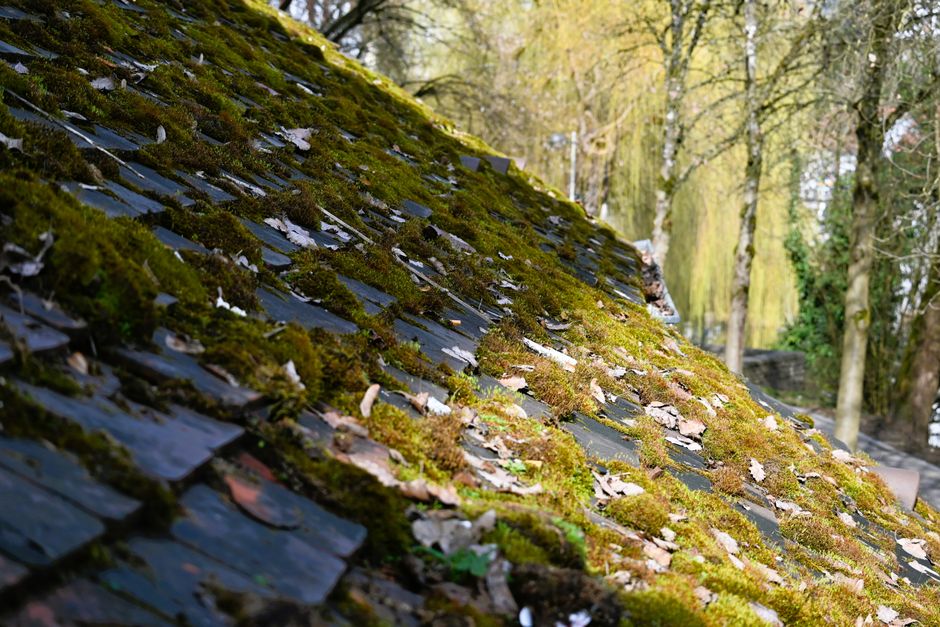 pexels merule traitement