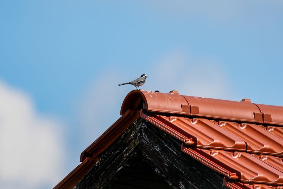 pexels cache moineau toiture